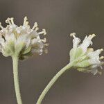 Hymenopappus tenuifolius Virág