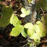 Liquidambar formosana Leaf