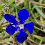 Gentiana sierrae Flower