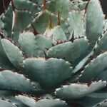 Agave isthmensis List