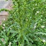 Rumex longifoliusΦύλλο