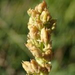 Tofieldia calyculata Froito