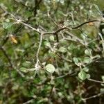 Corokia cotoneaster Leaf