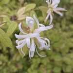 Loropetalum chinense Flower
