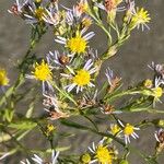 Tripolium pannonicum 花