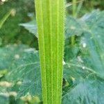 Heracleum sphondyliumLubje