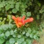 Tecomaria capensis Blüte