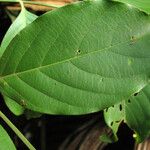 Trichilia euneura Hoja
