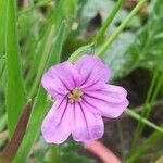 Erodium botrys Virág