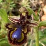 Ophrys speculumFlower