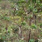 Xanthostemon gugerlii Hábito