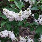 Syringa vulgarisLapas