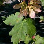 Acer glabrum Blatt