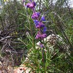 Trichostema lanatum Hábito