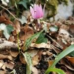 Erythronium dens-canisFlower