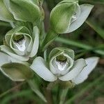 Chloraea membranacea Flower