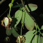 Monodora myristica Flower