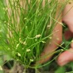 Isolepis cernua Leaf