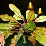 Euphorbia leuconeura Foglia