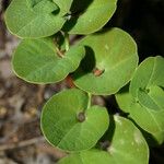 Aristolochia navicularis