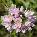 Allium roseumFloare