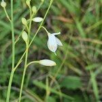 Anthericum ramosumᱵᱟᱦᱟ