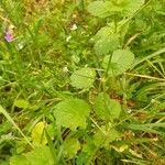 Erodium aethiopicum पत्ता