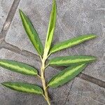Alysicarpus ovalifolius Leaf