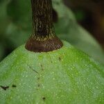 Monodora myristica Fruit