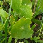 Hydrocotyle verticillata Feuille