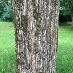 Ulmus davidiana Bark