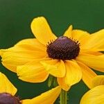 Rudbeckia triloba ফুল