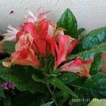 Alstroemeria pulchella 花
