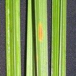 Cyperus haspan Bark