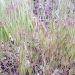 Bromus tectorum Levél