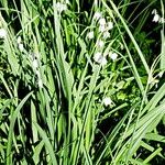 Leucojum aestivum موطن