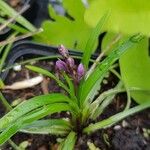 Liriope graminifolia Muu