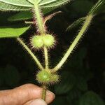 Miconia crenulata Fruit