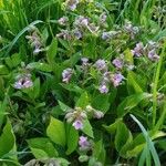 Pulmonaria officinalisÇiçek