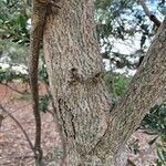 Banksia marginata Lubje