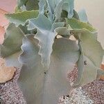 Kalanchoe beharensis Hoja