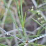 Calligonum polygonoides Leaf