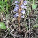 Orobanche nana Habit