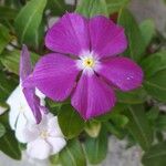 Catharanthus roseusফুল