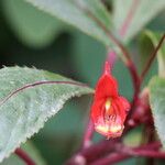 Impatiens auricoma Blomst