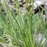 Chamorchis alpina Habitus