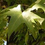 Liquidambar styraciflua Hoja