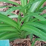 Crinum amoenum Leaf