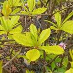 Rhododendron periclymenoides Folha