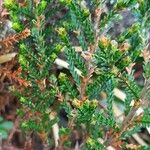 Calluna vulgaris Feuille